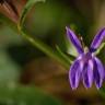 Fotografia 7 da espécie Lobelia urens do Jardim Botânico UTAD