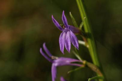 Fotografia da espécie Lobelia urens