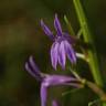 Fotografia 8 da espécie Lobelia urens do Jardim Botânico UTAD