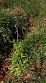 Fotografia da espécie Lobelia urens