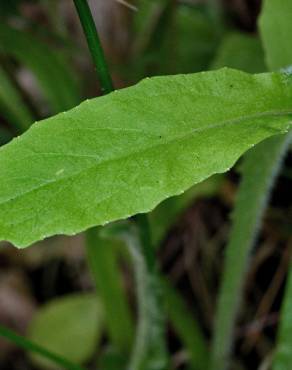 Fotografia 10 da espécie Lobelia urens no Jardim Botânico UTAD