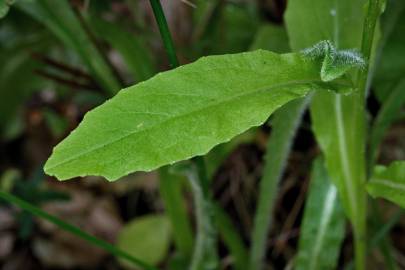 Fotografia da espécie Lobelia urens