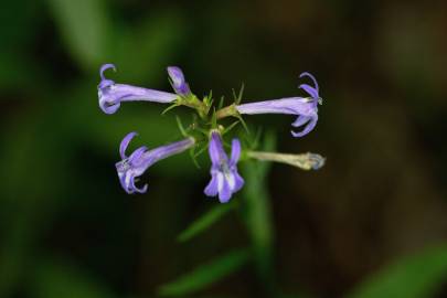 Fotografia da espécie Lobelia urens