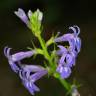 Fotografia 12 da espécie Lobelia urens do Jardim Botânico UTAD