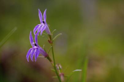 Fotografia da espécie Lobelia urens