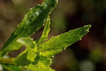 Fotografia da espécie Lobelia urens