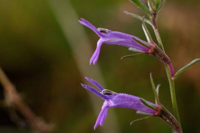 Fotografia da espécie Lobelia urens