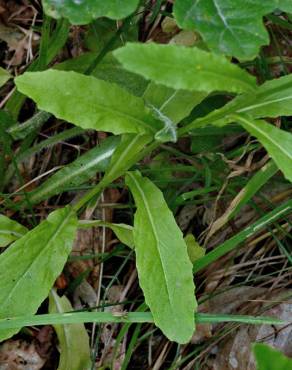 Fotografia 16 da espécie Lobelia urens no Jardim Botânico UTAD