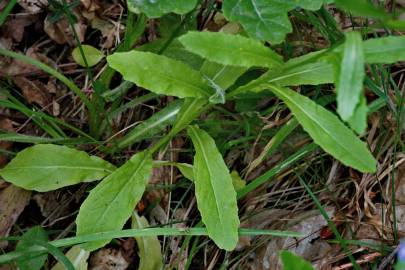 Fotografia da espécie Lobelia urens