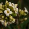 Fotografia 6 da espécie Daphne gnidium do Jardim Botânico UTAD