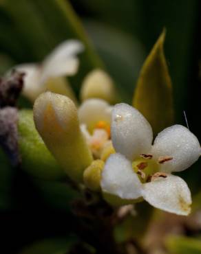 Fotografia 7 da espécie Daphne gnidium no Jardim Botânico UTAD