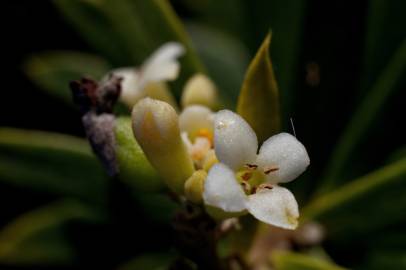 Fotografia da espécie Daphne gnidium