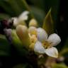 Fotografia 7 da espécie Daphne gnidium do Jardim Botânico UTAD