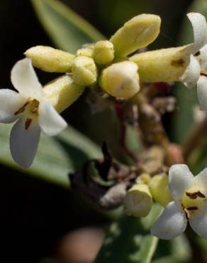 Fotografia 8 da espécie Daphne gnidium no Jardim Botânico UTAD