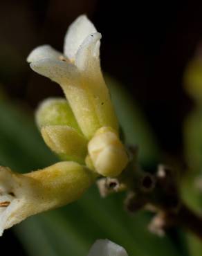 Fotografia 9 da espécie Daphne gnidium no Jardim Botânico UTAD