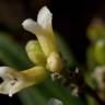 Fotografia 9 da espécie Daphne gnidium do Jardim Botânico UTAD