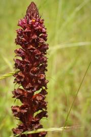 Fotografia da espécie Orobanche foetida