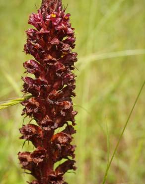 Fotografia 8 da espécie Orobanche foetida no Jardim Botânico UTAD