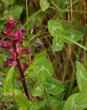 Fotografia 9 da espécie Orobanche foetida no Jardim Botânico UTAD