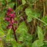 Fotografia 9 da espécie Orobanche foetida do Jardim Botânico UTAD