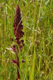 Fotografia da espécie Orobanche foetida