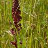 Fotografia 10 da espécie Orobanche foetida do Jardim Botânico UTAD