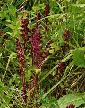 Fotografia 11 da espécie Orobanche foetida no Jardim Botânico UTAD