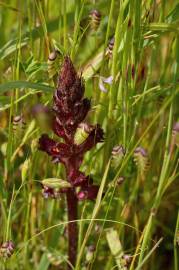 Fotografia da espécie Orobanche foetida