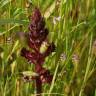 Fotografia 12 da espécie Orobanche foetida do Jardim Botânico UTAD