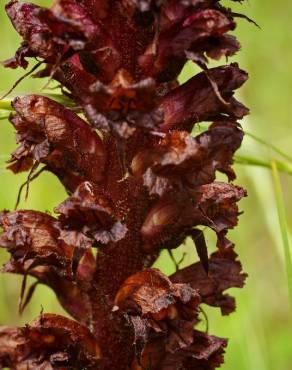 Fotografia 13 da espécie Orobanche foetida no Jardim Botânico UTAD