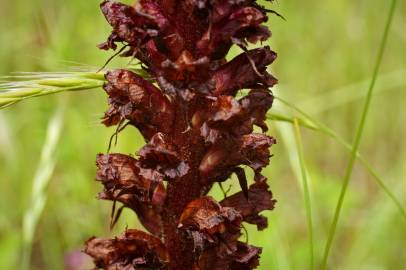 Fotografia da espécie Orobanche foetida