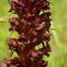 Fotografia 13 da espécie Orobanche foetida do Jardim Botânico UTAD