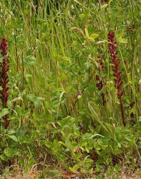 Fotografia 14 da espécie Orobanche foetida no Jardim Botânico UTAD