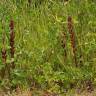 Fotografia 14 da espécie Orobanche foetida do Jardim Botânico UTAD