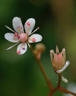 Fotografia 11 da espécie Saxifraga spathularis no Jardim Botânico UTAD