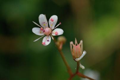 Fotografia da espécie Saxifraga spathularis