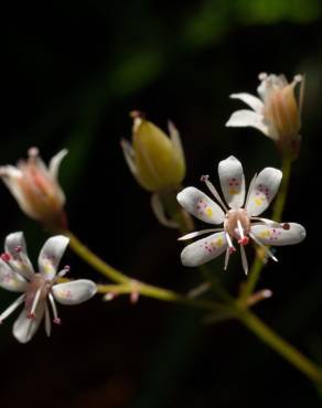 Fotografia 12 da espécie Saxifraga spathularis no Jardim Botânico UTAD