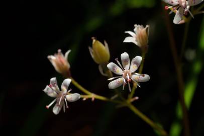 Fotografia da espécie Saxifraga spathularis