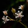 Fotografia 12 da espécie Saxifraga spathularis do Jardim Botânico UTAD