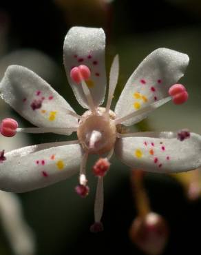 Fotografia 13 da espécie Saxifraga spathularis no Jardim Botânico UTAD