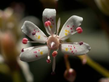 Fotografia da espécie Saxifraga spathularis