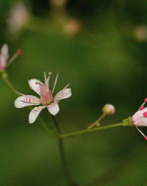 Fotografia 14 da espécie Saxifraga spathularis no Jardim Botânico UTAD