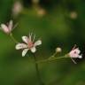 Fotografia 14 da espécie Saxifraga spathularis do Jardim Botânico UTAD