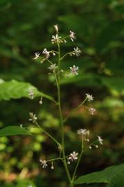 Fotografia da espécie Saxifraga spathularis