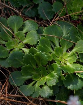 Fotografia 16 da espécie Saxifraga spathularis no Jardim Botânico UTAD