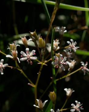 Fotografia 17 da espécie Saxifraga spathularis no Jardim Botânico UTAD