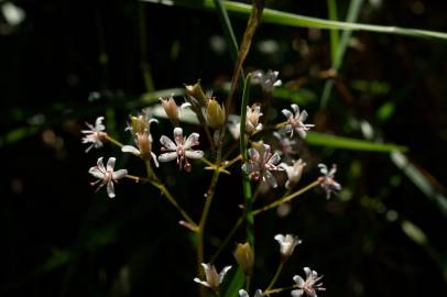 Fotografia da espécie Saxifraga spathularis