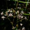 Fotografia 17 da espécie Saxifraga spathularis do Jardim Botânico UTAD