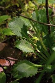 Fotografia da espécie Saxifraga spathularis