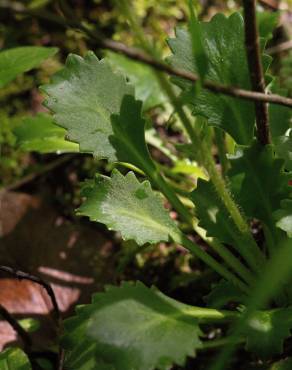 Fotografia 18 da espécie Saxifraga spathularis no Jardim Botânico UTAD